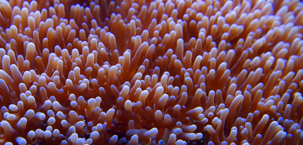 Mosaic coral ( Favites sp. )  Sea life  Macro, close up. Hard Coral reef  Underwater photo Scuba Diver Point of View Red sea