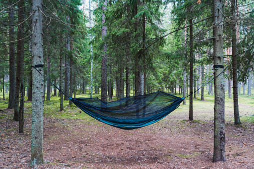 Wild camping in nature. Hammock in the forest in summer. High quality photo