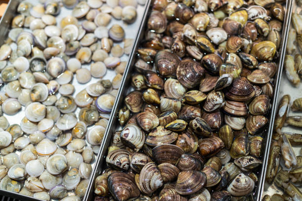Closeup of the clams
