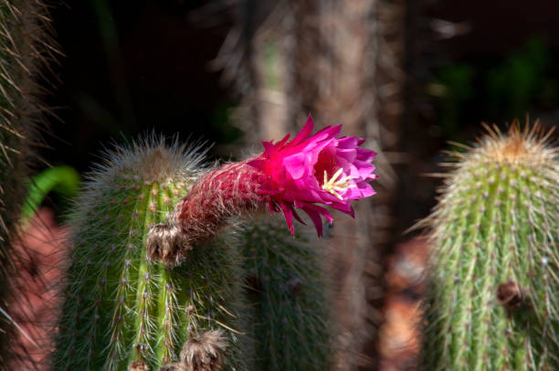 istock Torch cactus with purple flowers and long spikes 1669547552