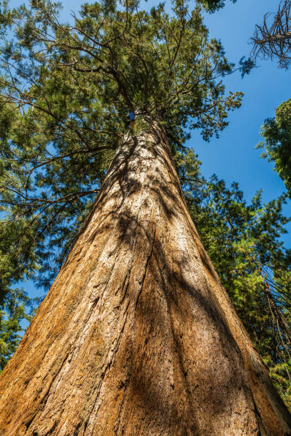 istock The General Grant tree is the largest giant sequoia (Sequoiadendron giganteum) in the General Grant Grove section of Kings Canyon National Park in California. 1669572183