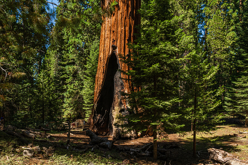 El árbol General Grant es la secuoya gigante más grande (Sequoiadendron giganteum) en la sección General Grant Grove del Parque Nacional Kings Canyon en California. photo