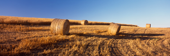 Wide angle view of a wheat field in country Australia with the hay / wheat bails made into rolls