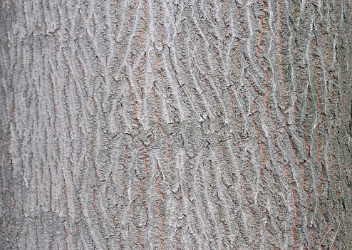 Bark of tree, nature background