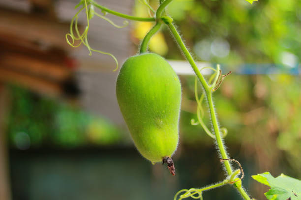 zucca di cera o verdura biologica chalkumra, zucca di cera verde biologica sull'albero - white gourd foto e immagini stock