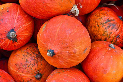 Red Kuri Hokkaido squashes in pile