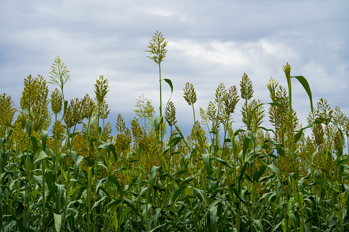 Nature scenery, blooming corn with green leaves, blue sky clouds in background
