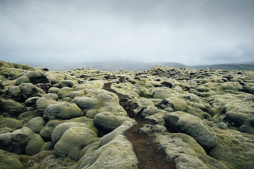 Path leading through the mossy lava field in Iceland.