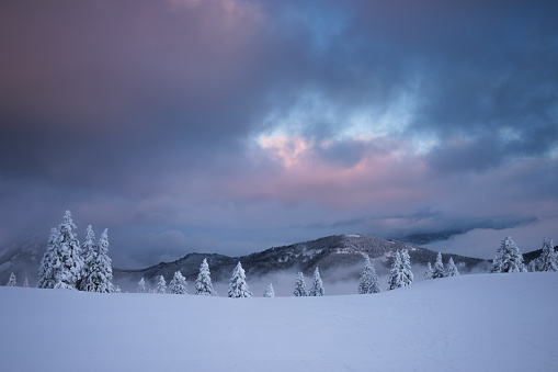 Idyllic winter landscape with snowcapped trees at sunset.