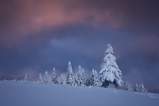 Idyllic winter landscape with snowcapped trees at sunset.