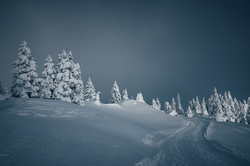 Idyllic winter landscape with snowcapped trees.