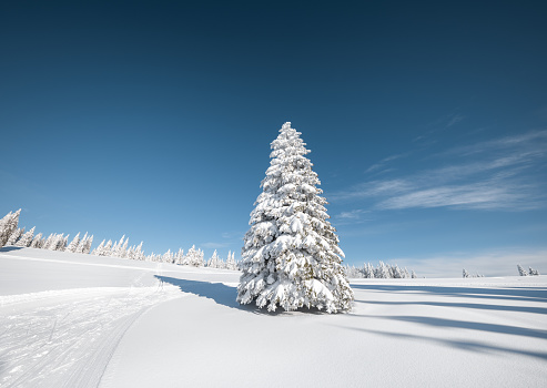Spruce Tree Forest Covered by Snow in Winter Landscape