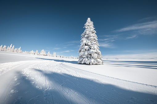 Winter background with snowcapped Christmas tree on a beautiful sunny day.