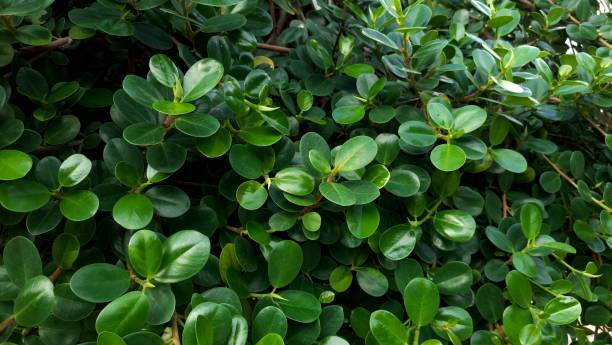 istock Photo of a tree 1669608584