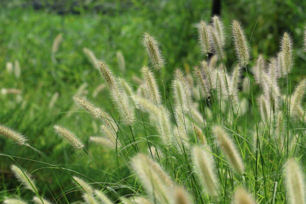 istock Group of Fountain Grass 1669639742