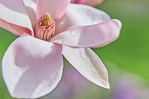 magnolia flower in the garden at sunrise on a background of blue sky.