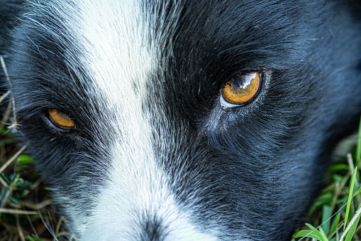 A closeup of a black and white dog's eyes