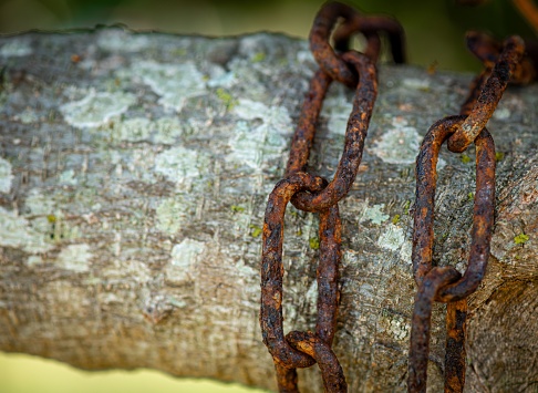 A closeup of a rusty metal chain link on a tree log