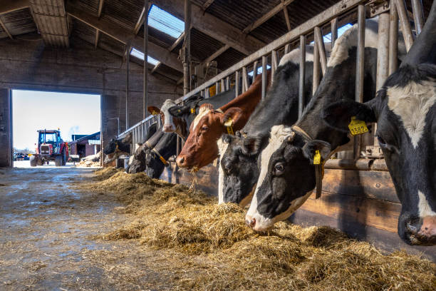 Cows eating hay in a barn in a row for feeding time, head through bars stock photo