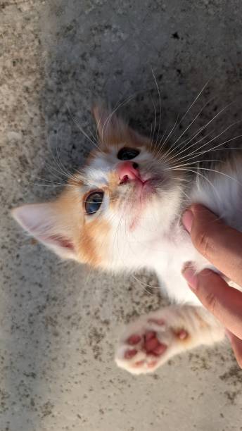 istock a cute angora kitten is lying on the floor and someone's hands are playing with it 1669687448