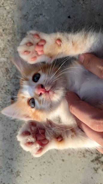 istock a cute angora kitten is lying on the floor and someone's hands are playing with it 1669687918