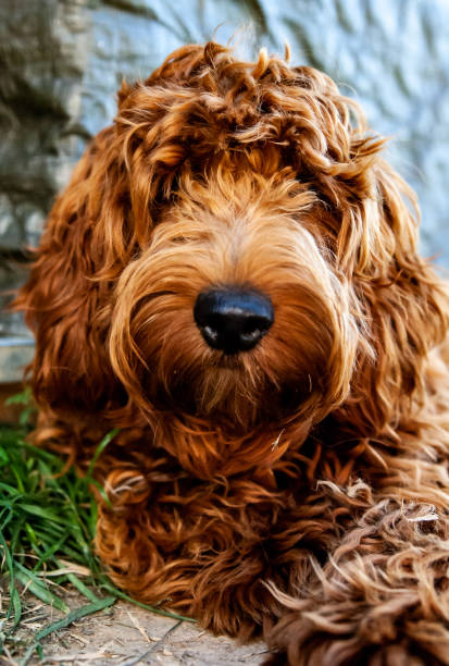 istock puppies cockapoo summer 2023 F1 1669715251