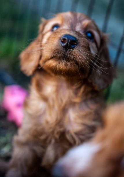 istock puppies cockapoo summer 2023 F1 1669716286