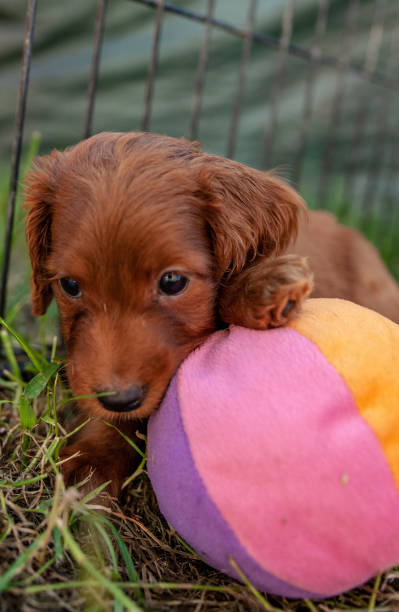 istock puppies cockapoo summer 2023 F1 1669717341
