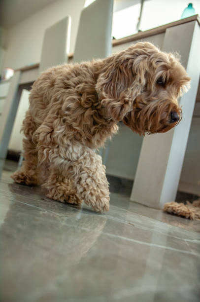 istock puppies cockapoo summer 2023 F1 1669717343