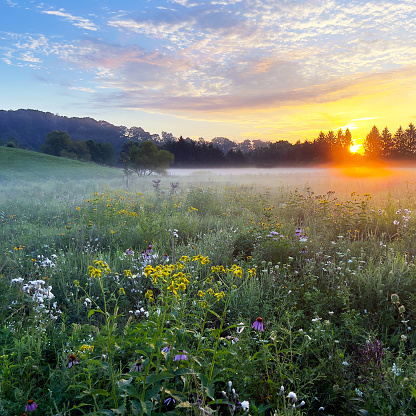 Beautiful meadow at sunrise
