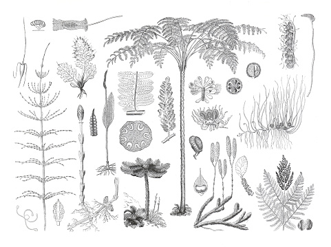 Herbs and ferns collection, old illustration or engraving.
Organic plant collection. retro style plants. hand drawn vintage botanical illustration
Tree Fern collection  balantium arborescens, trichomanes, schizaea bifida, osmunda regalis. with text for education.