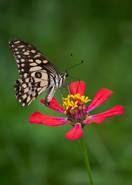 istock Closeup Zinnia Peruviana with Butterfly 1669728040