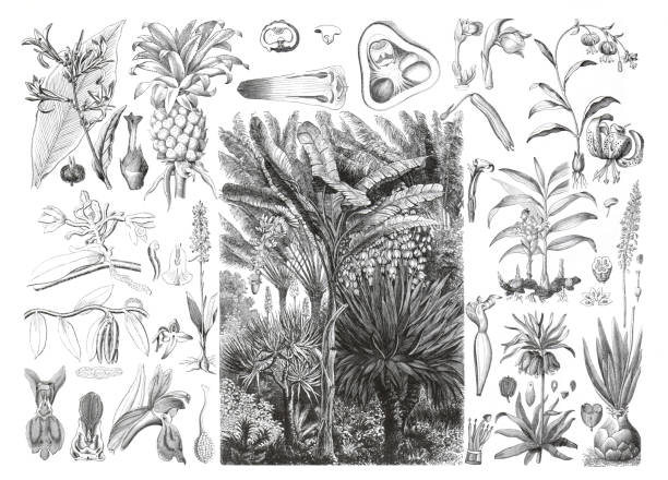 ilustrações de stock, clip art, desenhos animados e ícones de organic fruit collection. hand drawn vintage fruit illustration. vintage fruit poster. herbs, leaf collection. vintage illustration. banana plant, pineapple, musa paradisica, zingiber or ginger plant. vanilla panifolia, aloe plant. healthy food plants. - ginger root ingredient nature