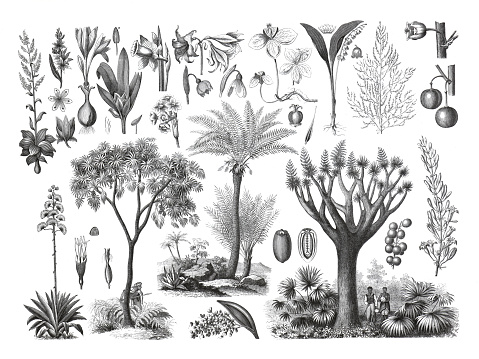 collection of different botanic wildflowers. herbs, leaf collection. hand drawn vintage illustration. bulbs collection. wild bulbs. hand drawn vintage. illustration. agave americana, narcissus, dracaena draco, asparagus officinallis convallaria majallis and amaryllis plant collection. without text.