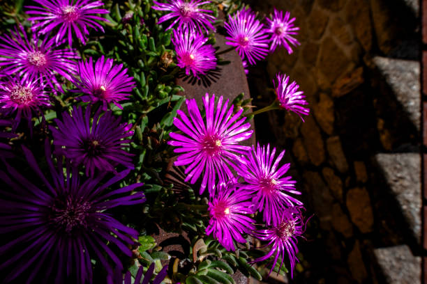 istock 2023 05 21 Barbarano Delosperma cooperi 1669732316