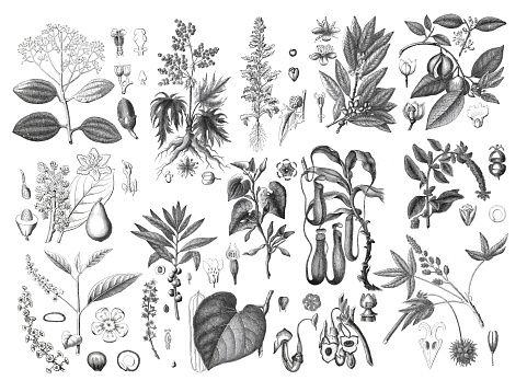 Collection of different botanic buds and leafs. leaf collection. hand drawn vintage plant  illustration. rheum palmatum, cinnamomum zeylanicum, persea gratissima, laurus nobilis, myristica moschata, phytolacca decandra, liquidambar styraciflua, nepenthes
