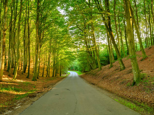 istock Trees of all types and seasons. A  beautiful world of differences 1669743474