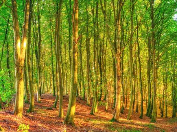 Tress and forests of all types and seasons