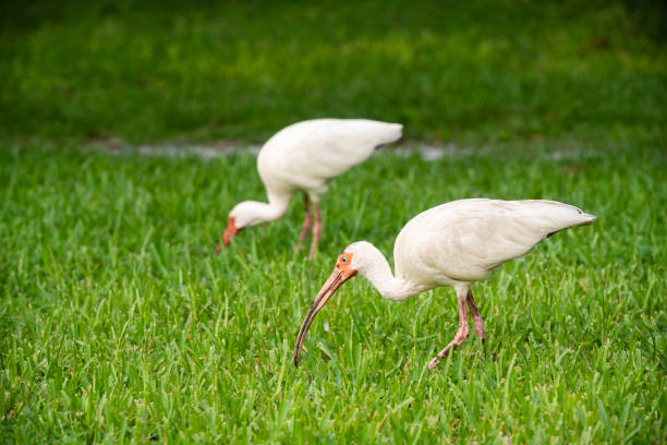 This is a full length photo of two ibis birds in the green grass at Lake Eola Park in downtown Orlando, Florida on a summer day.