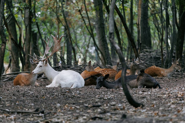 Herd from different female deers and one male albino deer lying and resting in forest under the trees.