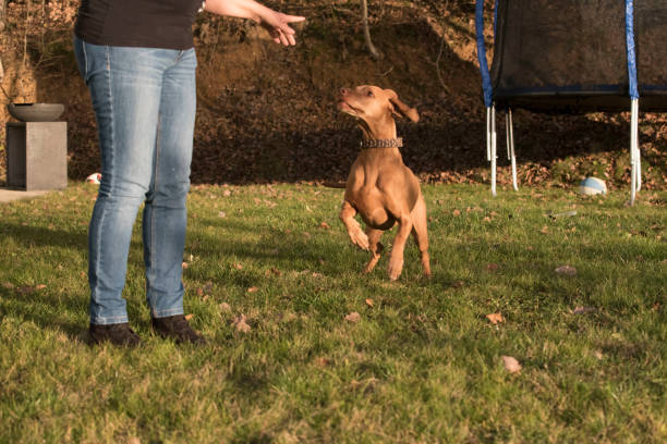 istock a dog owner with their dog 1669773510