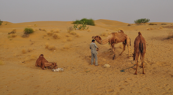 Jaisalmer, India - Mar 5, 2012. A man with camels on Thar desert in Jaisalmer, Rajasthan State of India.