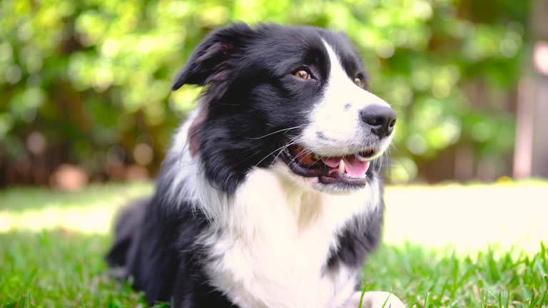 Border Collie puppy resting in the garden