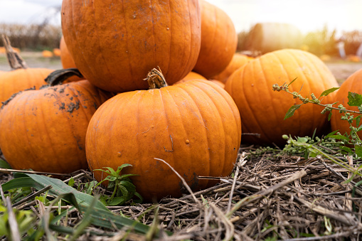 Pumpkins on the hay. Organic vegetable farming, harvest season on a pumpkin patch field farm. Autumn or fall composition.