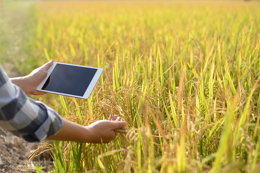 clever farm. Farmer in the field using a tablet. Concepts related to agriculture, gardening, or ecology. Harvesting. farming industry.