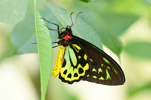 Male of Ornithoptera priamus, common green, Cape York , Priam's birdwing butterfly found in Australia.