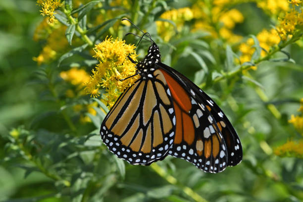 istock Backlit monarch butterfly on goldenrod 1669858591