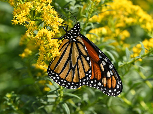 istock Sunlit monarch butterfly on goldenrod 1669858992