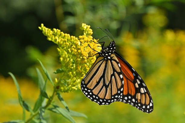 istock Monarch butterfly in goldenrod meadow 1669859532