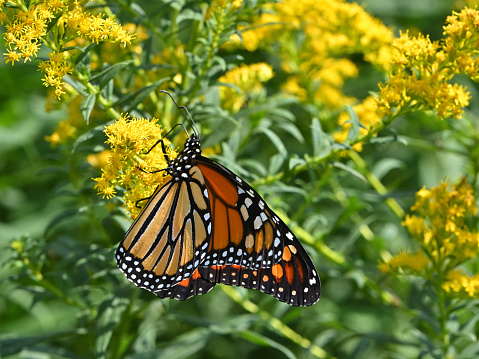 Off-center study of monarch butterfly (Danaus plexippus plexippus) on goldenrod, Connecticut, late summer/autumn -- fueling up for its long migration to Mexico. With copy space. The International Union for Conservation of Nature classifies the eastern population of the monarch as endangered. In other words, this subspecies is on the IUCN Red List. Taken at Camp Columbia State Park in Morris CT.